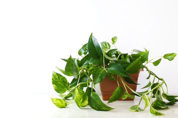 10 plante verzi uimitoare care curg și îți transformă casa într-o oază de relaxare
