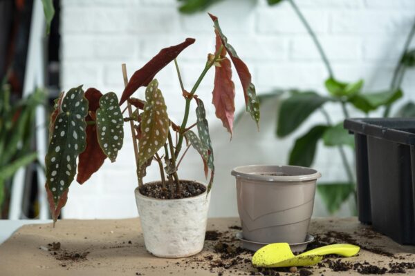 Cum salvezi o plantă care pare că s-a ofilit complet
