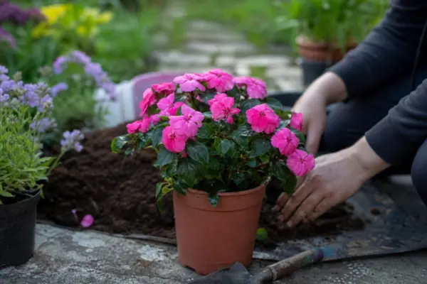 Sporul casei (Impatiens walleriana) – ghid complet de cultivare și îngrijire