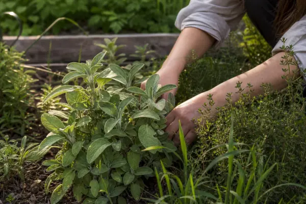 Salvie (Salvia officinalis) – sfaturi utile pentru plantare și îngrijire