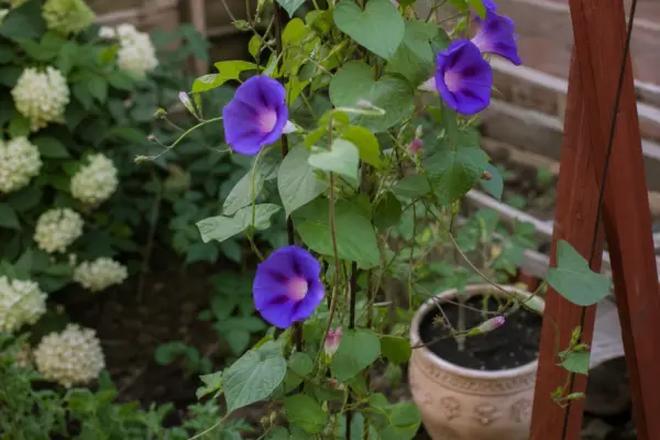 Zorele (Ipomoea purpurea) – de la plantare la întreținerea de zi cu zi