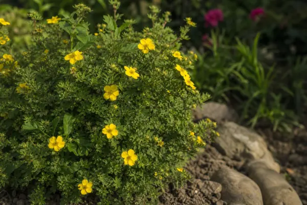 Potentilla (Potentilla fruticosa) – sfaturi utile pentru plantare și îngrijire