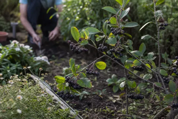 Scoruș negru (Aronia melanocarpa) – ghid pas cu pas de plantare și întreținere