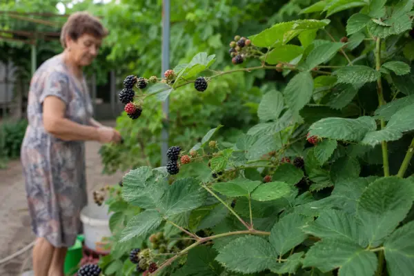 Mur (Rubus fruticosus) – ghid practic de plantare și îngrijire
