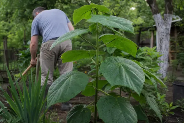 Paulownia (Paulownia tomentosa) – ghid complet de cultivare și îngrijire