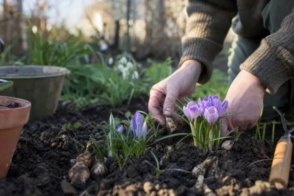 Brândușă (Crocus vernus) – plantare și îngrijire pas cu pas