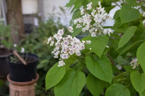 Catalpa (Catalpa bignonioides) – tot ce trebuie să știi despre plantare și îngrijire