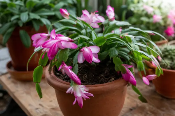 Cactusul de Paște (Rhipsalidopsis gaertneri) – tot ce trebuie să știi despre plantare și îngrijire