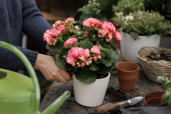 Begonie Elatior (Begonia elatior) – ghid practic de plantare și îngrijire
