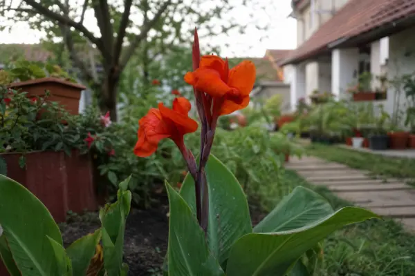 Trestie indiană (Canna indica) – sfaturi utile pentru plantare și îngrijire