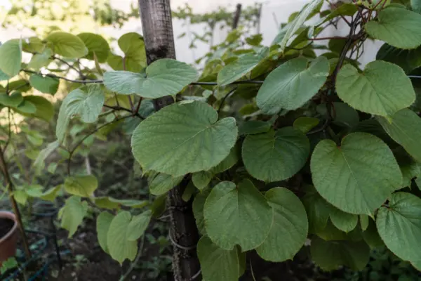 Kiwi (Actinidia arguta) – plantare și îngrijire pas cu pas