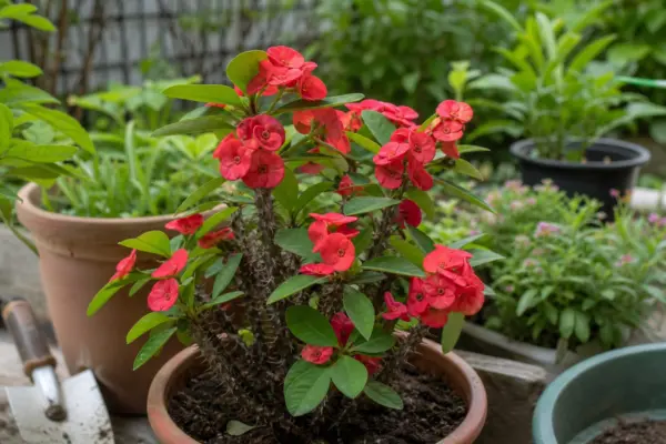 Coroana de spini (Euphorbia milii) – plantare, udare și întreținere