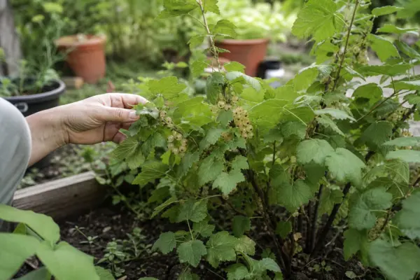 Coacăz alb (Ribes rubrum var. album) – plantare, udare și întreținere
