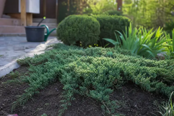 Ienupăr târâtor (Juniperus horizontalis) – ghid practic de plantare și îngrijire