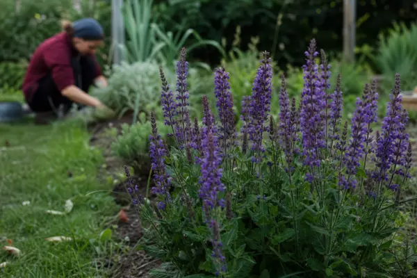 Salvia de grădină (Salvia nemorosa) – ghid practic de plantare și îngrijire