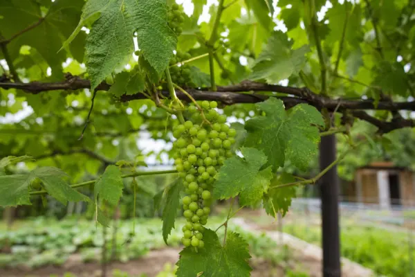 Viță de vie (Vitis vinifera) – ghid complet de cultivare și îngrijire