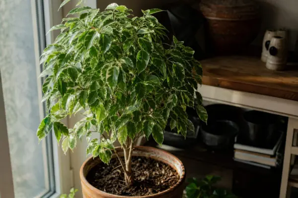 Ficus benjamin (Ficus benjamina) – de la plantare la întreținerea de zi cu zi