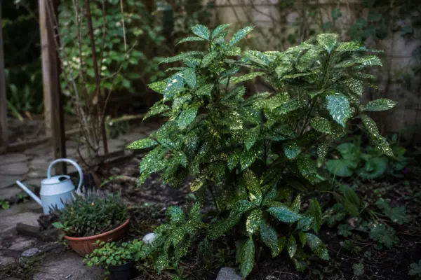 Aucuba (Aucuba japonica) – de la plantare la întreținerea de zi cu zi