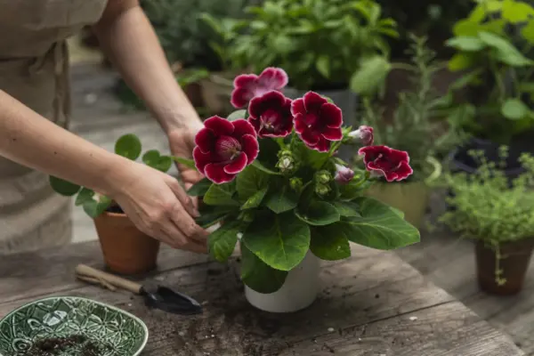 Gloxinia (Sinningia speciosa) – sfaturi de plantare și îngrijire
