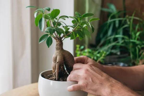Ficus ginseng (Ficus microcarpa) – sfaturi de plantare și îngrijire