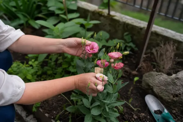 Lisianthus (Eustoma grandiflorum) – ghid practic de plantare și îngrijire