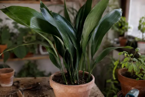 Aspidistra (Aspidistra elatior) – sfaturi de plantare și îngrijire