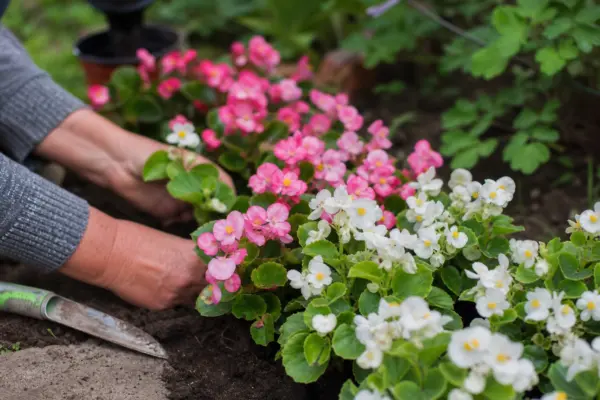 Begonie de grădină (Begonia semperflorens) – plantare și îngrijire pas cu pas