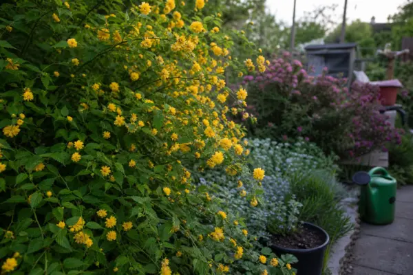 Kerria (Kerria japonica) – plantare, udare și întreținere