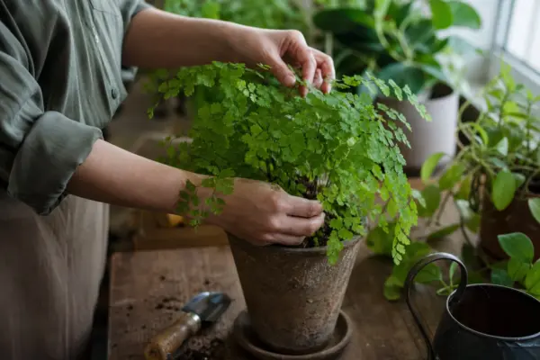 Părul Venerei (Adiantum raddianum) – plantare și îngrijire pas cu pas