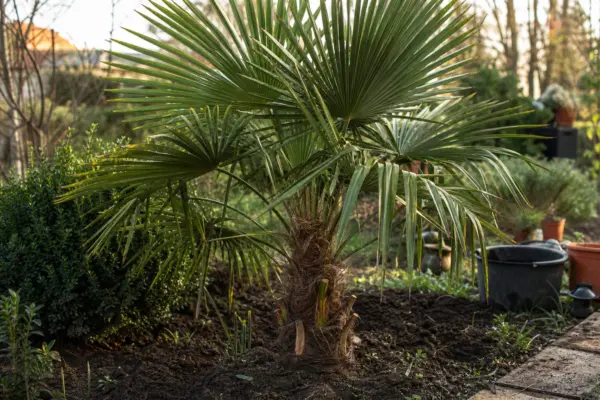 Palmier de grădină (Trachycarpus fortunei) – ghid complet de cultivare și îngrijire