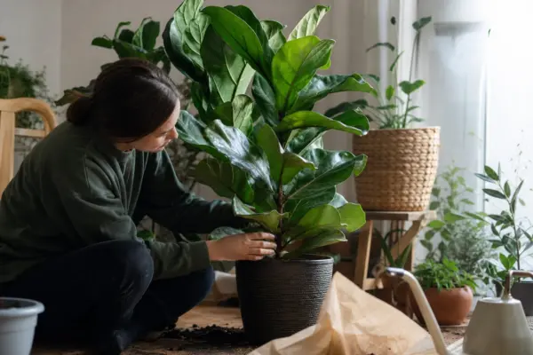 Ficus cu frunze de vioară (Ficus lyrata) – plantare, îngrijire și greșeli de evitat