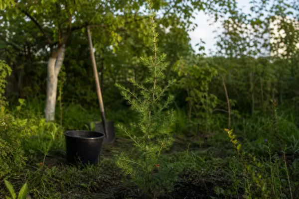 Zadă (Larix decidua) – sfaturi pentru plantare, creștere și întreținere