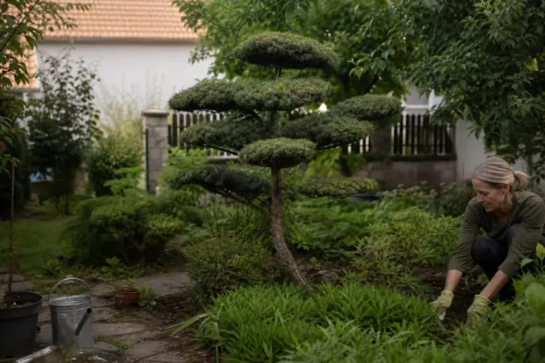 Salcâm japonez (Styphnolobium japonicum) – plantare, udare și întreținere