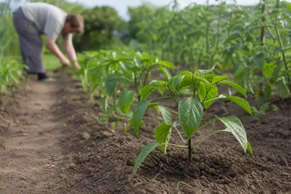 La ce distanță se plantează ardeii pentru o recoltă bogată