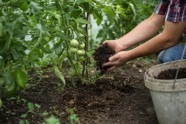 Ce îngrășăminte naturale poți folosi pentru roșiile din solar