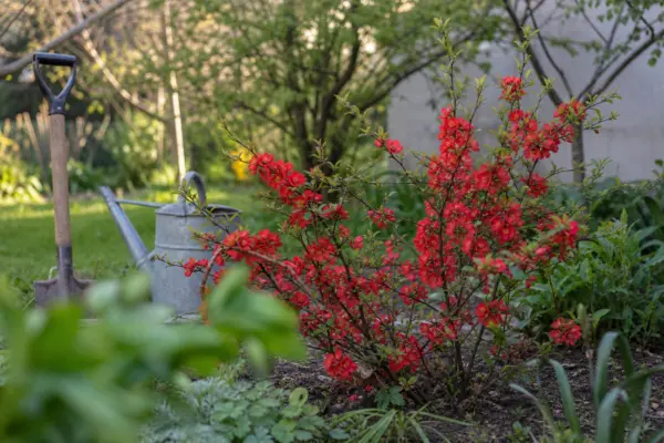 Gutui japonez (Chaenomeles japonica) – sfaturi utile pentru plantare și îngrijire